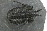 Cyphaspis Walteri With Gerastos Trilobite - Mrakib, Morocco #312258-1